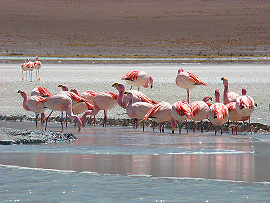 hejno plame�&aacute;k� na lagun� Hedionda