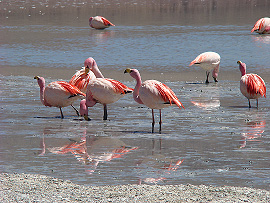 hejno plame�&aacute;k� na lagun� Hedionda