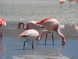 o&aacute;za �ivota uprost�ed pustiny