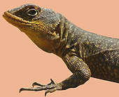 anolis